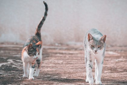 Why Do Cats Shake Their Tails? 9 Why Do Cats Shake Their Tails?