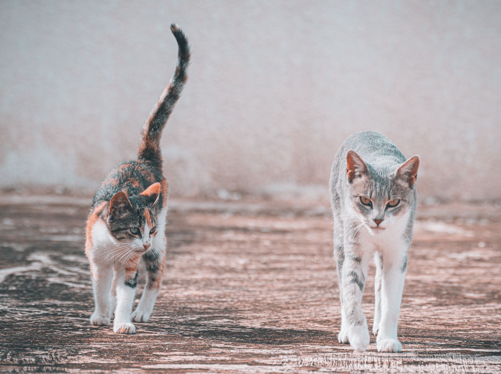 Why Do Cats Shake Their Tails? 1 Why Do Cats Shake Their Tails?