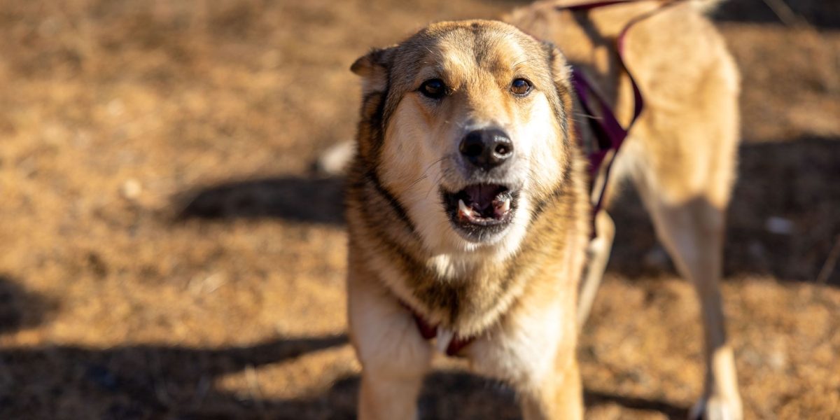 How to Reduce Excessive Dog Barking: Understanding the Cause Before Training