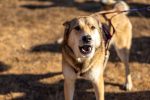 How to Reduce Excessive Dog Barking Through Training and Better Communication