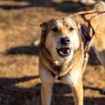 How to Reduce Excessive Dog Barking Through Training and Better Communication 3 How to Reduce Excessive Dog Barking Through Training and Better Communication