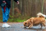 Can Dogs Catch Human Colds? What Pet Owners Need to Know