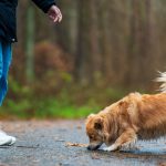 Can Dogs Catch Human Colds? What Pet Owners Need to Know 3 Can Dogs Catch Human Colds? What Pet Owners Need to Know