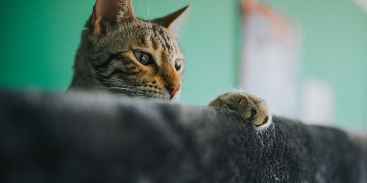 Why Are My Cat’s Ears Hot? Common Causes and When to Seek Veterinary Advice 1 Why Are My Cat’s Ears Hot? Common Causes and When to Seek Veterinary Advice