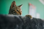 Why Are My Cat’s Ears Hot? Common Causes and When to Seek Veterinary Advice 7 Why Are My Cat’s Ears Hot? Common Causes and When to Seek Veterinary Advice