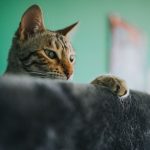 Why Are My Cat’s Ears Hot? Common Causes and When to Seek Veterinary Advice 3 Why Are My Cat’s Ears Hot? Common Causes and When to Seek Veterinary Advice