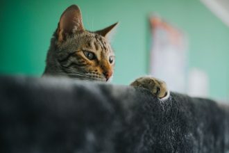 Why Are My Cat’s Ears Hot? Common Causes and When to Seek Veterinary Advice 4 Why Are My Cat’s Ears Hot? Common Causes and When to Seek Veterinary Advice