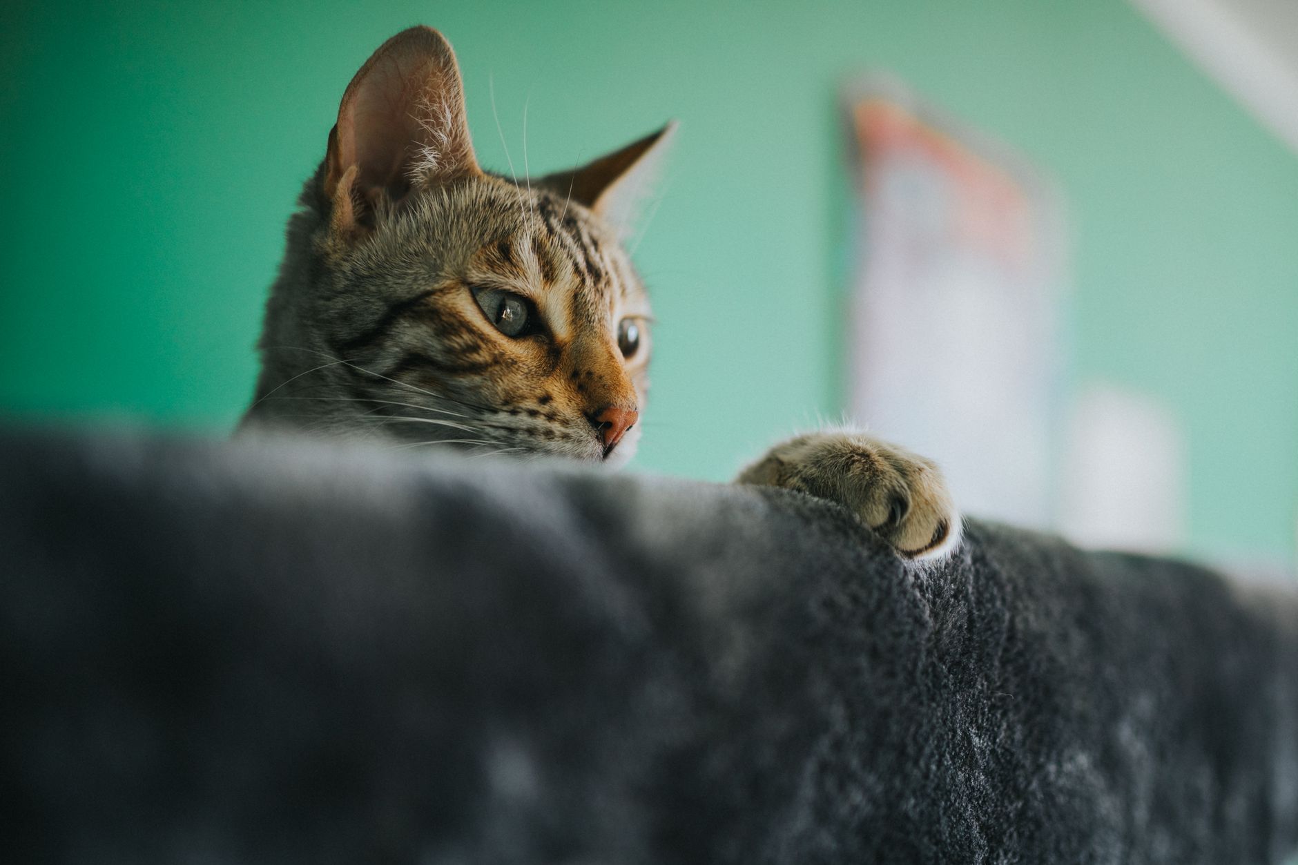 Why Are My Cat’s Ears Hot? Common Causes and When to Seek Veterinary Advice
