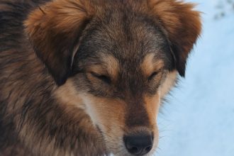Do Dogs Get Colds? Understanding Sneezing, Coughing, and Respiratory Illness in Dogs 5 Do Dogs Get Colds? Understanding Sneezing, Coughing, and Respiratory Illness in Dogs