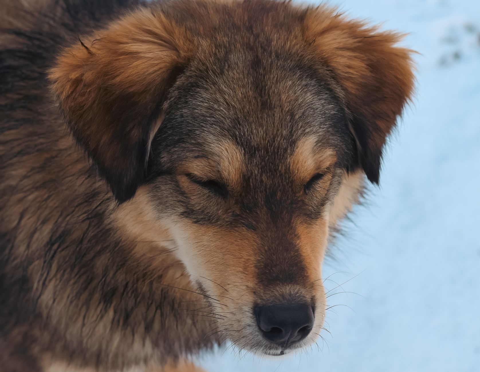 Do Dogs Get Colds? Understanding Sneezing, Coughing, and Respiratory Illness in Dogs 1 Do Dogs Get Colds? Understanding Sneezing, Coughing, and Respiratory Illness in Dogs
