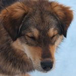 Can Dogs Catch a Cold? Understanding Respiratory Illness in Dogs 3 Can Dogs Catch a Cold? Understanding Respiratory Illness in Dogs