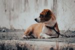 Why Your Dog Is Not Eating but Still Acting Normal: Possible Causes and What to Watch For