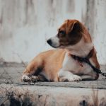 Why Your Dog Is Not Eating but Still Acting Normal: Possible Causes and What to Watch For