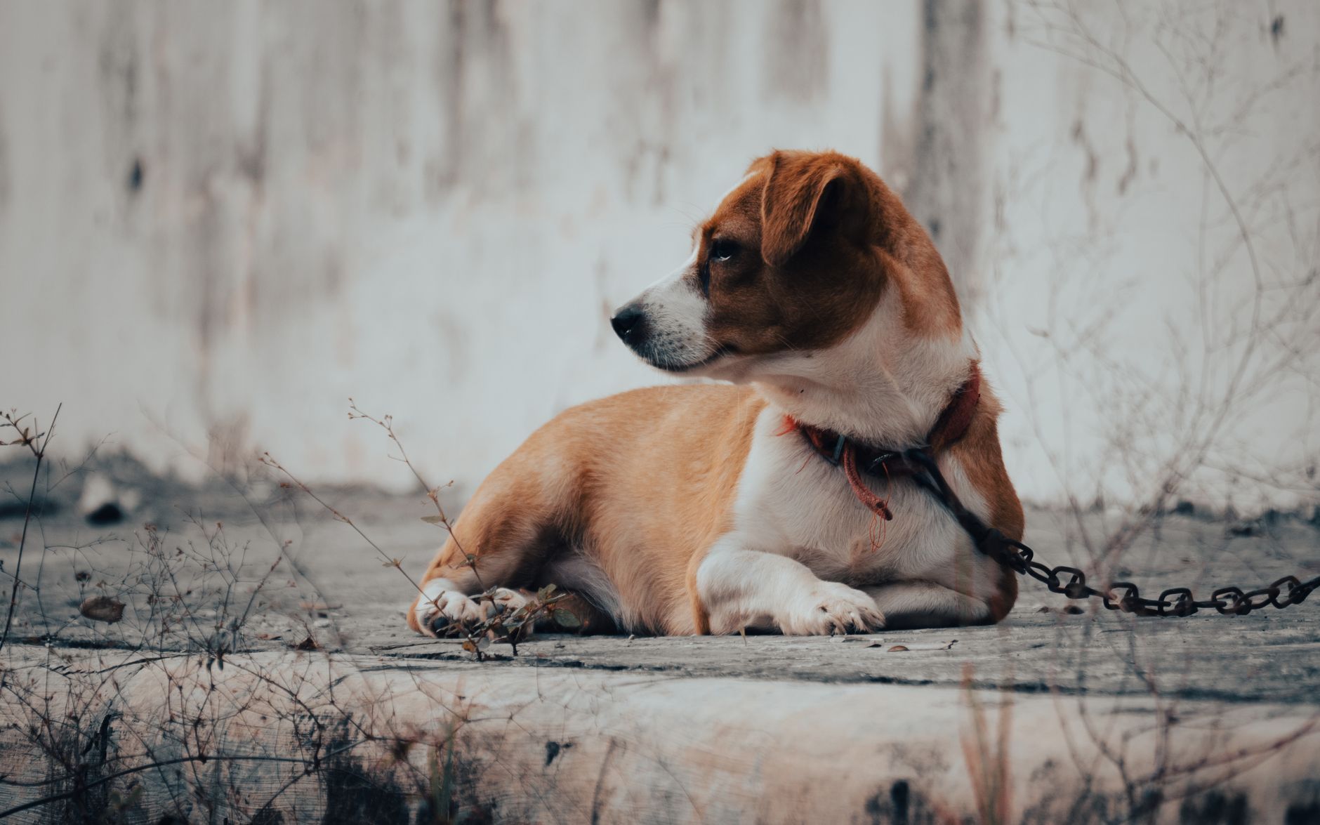 Why Your Dog Is Not Eating but Still Acting Normal: Possible Causes and What to Watch For 1 Why Your Dog Is Not Eating but Still Acting Normal: Possible Causes and What to Watch For