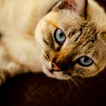 When Do Cats Eyes Change Color? 2 When Do Cats Eyes Change Color?