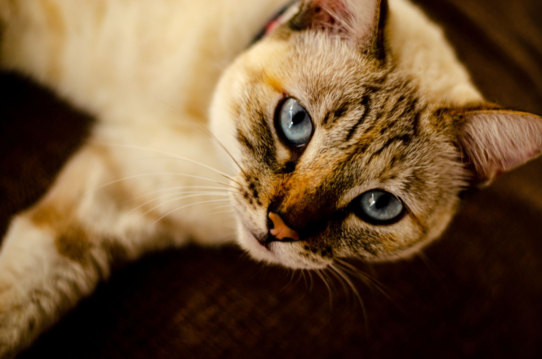 When Do Cats Eyes Change Color? 1 When Do Cats Eyes Change Color?