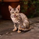 When Should You Spay Your Cat? A Guide to Choosing the Right Time