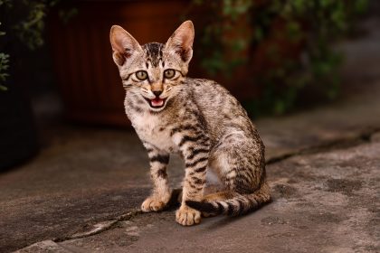 When Should You Spay Your Cat? A Guide to Choosing the Right Time