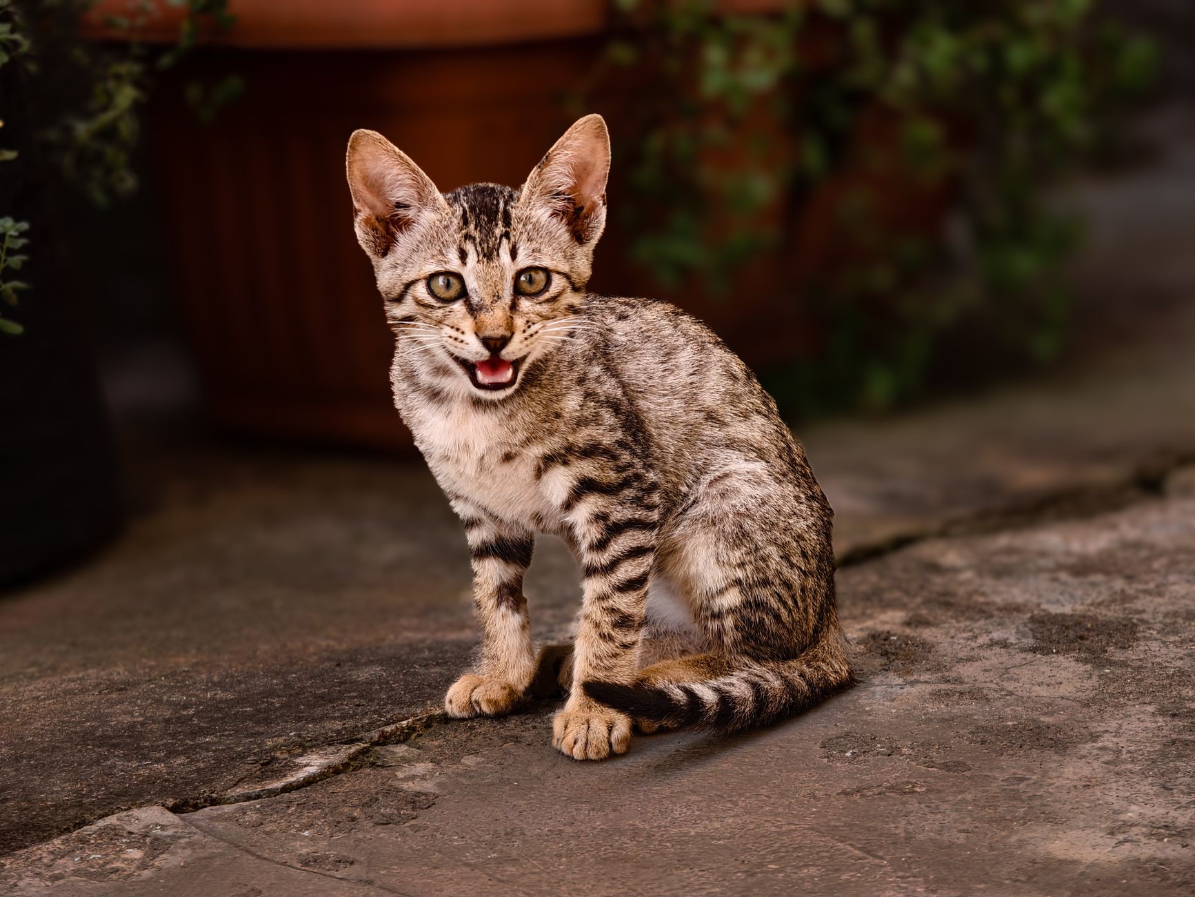 When Should You Spay Your Cat? A Guide to Choosing the Right Time