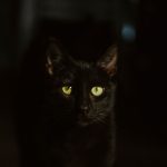 Why Are My Cats Active At Night? 2 Why Are My Cats Active At Night?