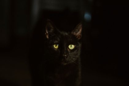 Why Are My Cats Active At Night? 13 Why Are My Cats Active At Night?