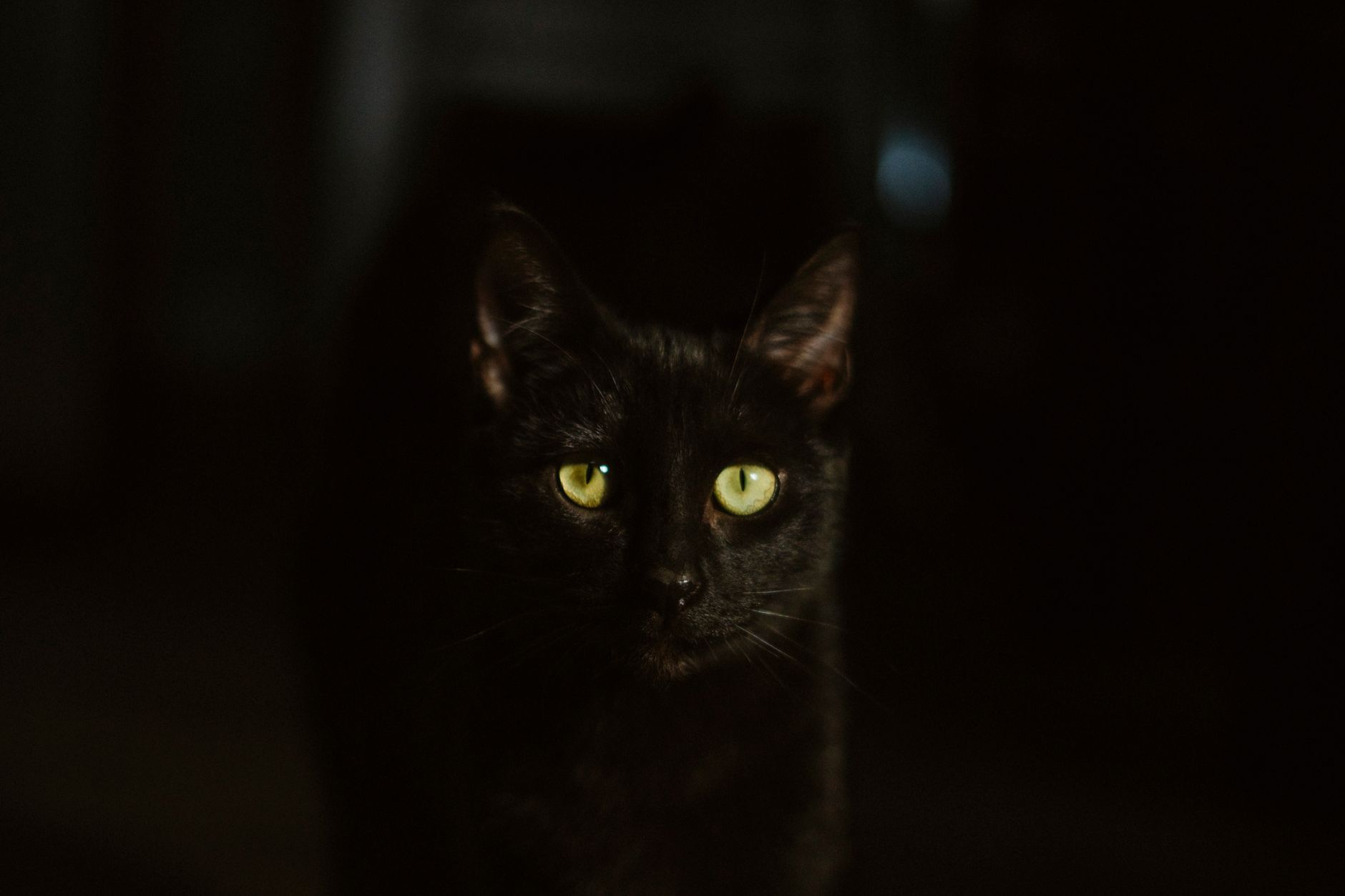Why Are My Cats Active At Night?
