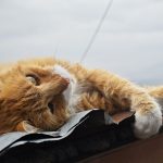 Why Are Orange Cats So Dumb?