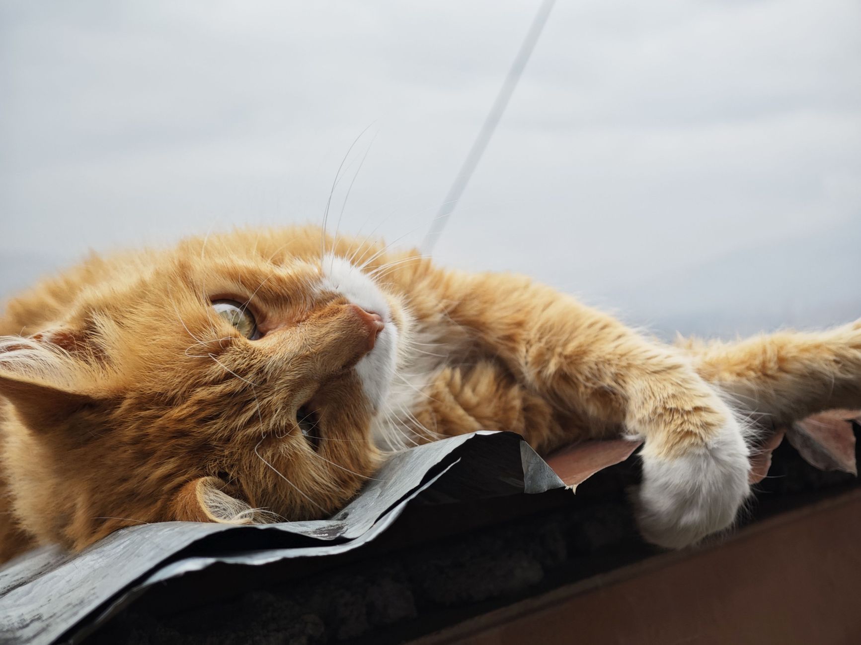 Why Are Orange Cats So Dumb?