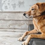 The Real Cost of Owning a Dog: Expenses to Consider Before Bringing One Home 3 The Real Cost of Owning a Dog: Expenses to Consider Before Bringing One Home