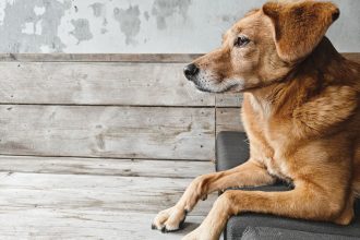The Real Cost of Owning a Dog: Expenses to Consider Before Bringing One Home 5 The Real Cost of Owning a Dog: Expenses to Consider Before Bringing One Home