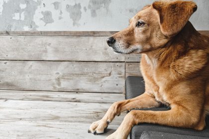 The Real Cost of Owning a Dog: Expenses to Consider Before Bringing One Home
