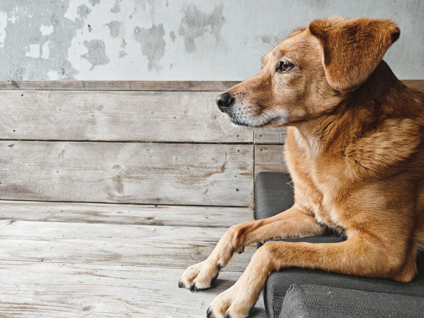 The Real Cost of Owning a Dog: Expenses to Consider Before Bringing One Home 1 The Real Cost of Owning a Dog: Expenses to Consider Before Bringing One Home