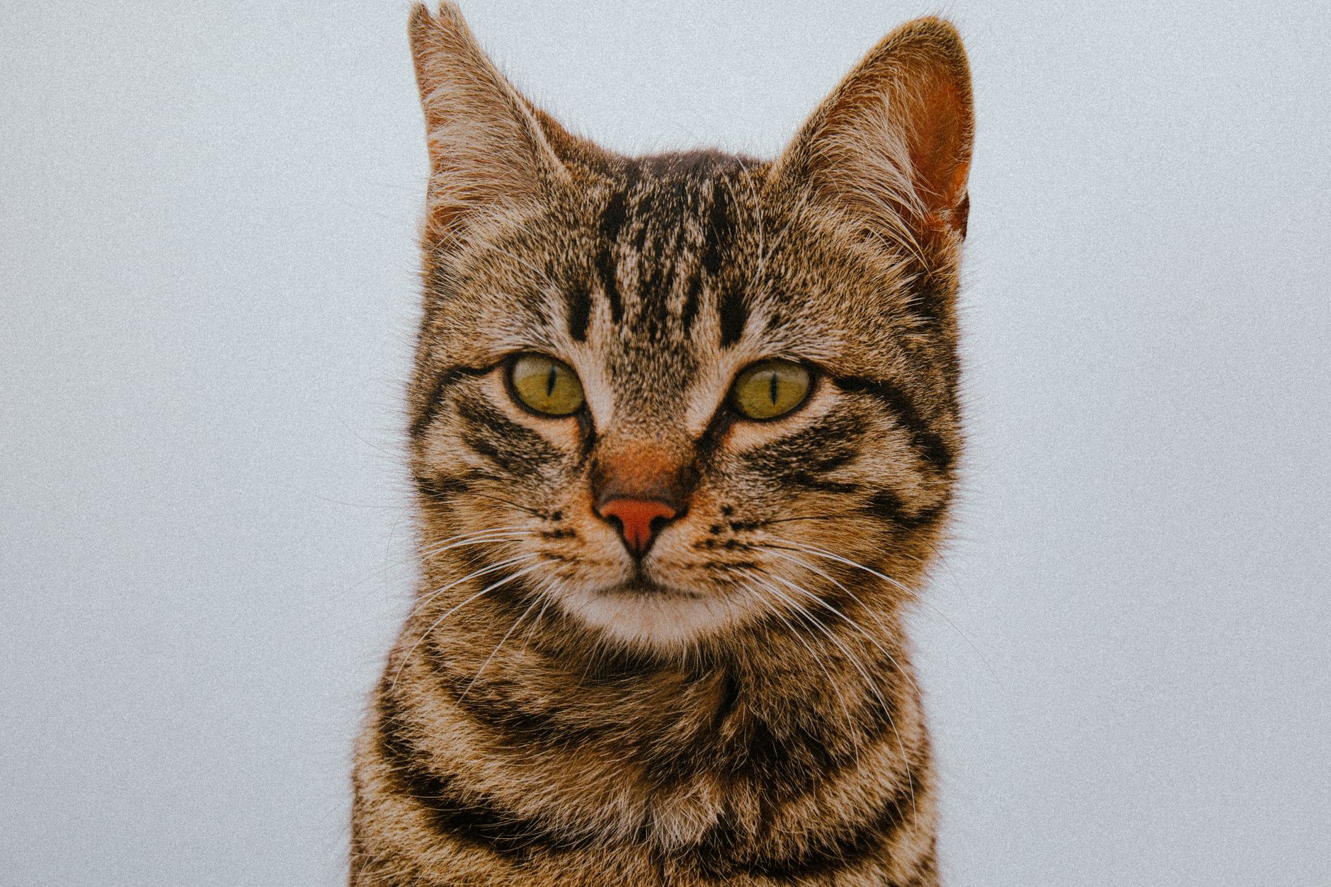 When Were Cats Domesticated? 17 When Were Cats Domesticated?