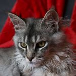 Maine Coon Cat Prices Explained: What You Really Pay for This Large Breed Companion 3 Maine Coon Cat Prices Explained: What You Really Pay for This Large Breed Companion