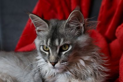 Maine Coon Cat Prices Explained: What You Really Pay for This Large Breed Companion 1 Maine Coon Cat Prices Explained: What You Really Pay for This Large Breed Companion