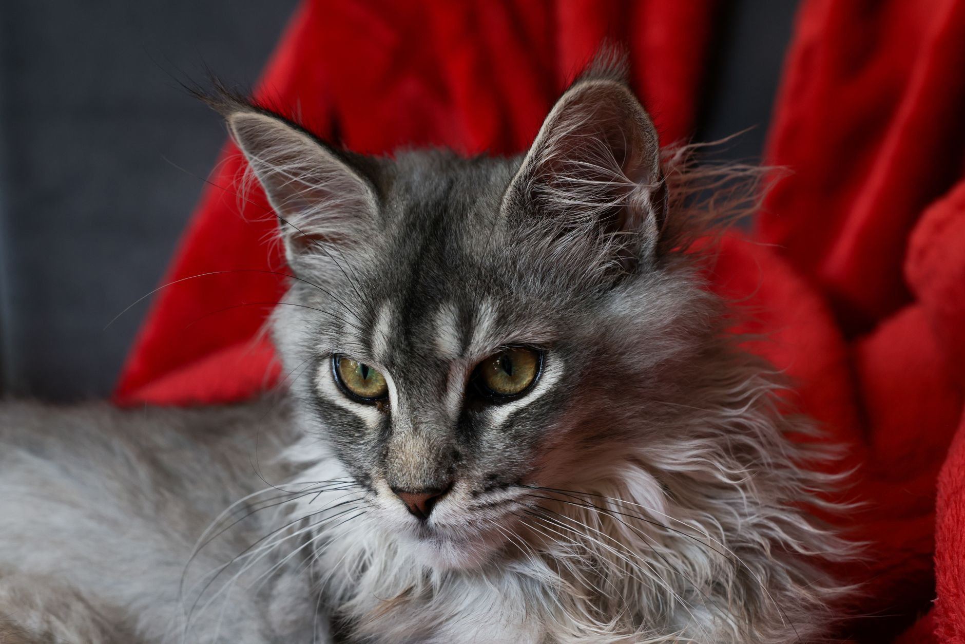 Maine Coon Cat Prices Explained: What You Really Pay for This Large Breed Companion 1 Maine Coon Cat Prices Explained: What You Really Pay for This Large Breed Companion