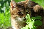 What Does Catnip Do To Cats? 9 What Does Catnip Do To Cats?
