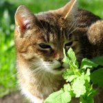 What Does Catnip Do To Cats?