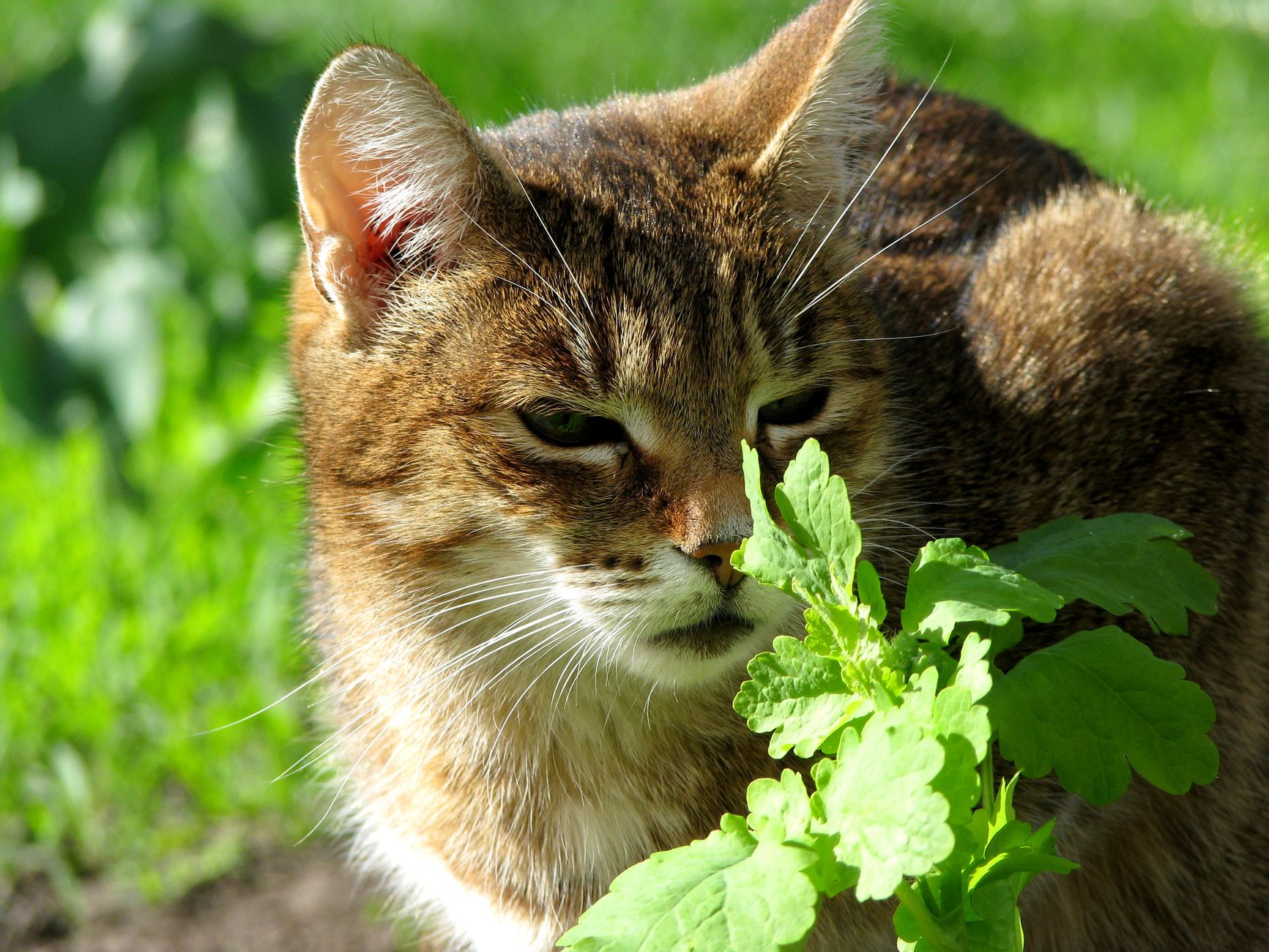 When Is Catnip Safe for Cats? Age Guidelines, Benefits, and What Owners Should Know 1 When Is Catnip Safe for Cats? Age Guidelines, Benefits, and What Owners Should Know
