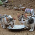 How Long Can Cats Survive Without Food? Understanding the Risks of Fasting in Cats 2 How Long Can Cats Survive Without Food? Understanding the Risks of Fasting in Cats