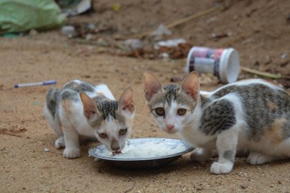 How Long Can Cats Survive Without Food? Understanding the Risks of Fasting in Cats 6 How Long Can Cats Survive Without Food? Understanding the Risks of Fasting in Cats