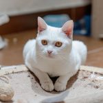 How to Stop Cats From Scratching Rugs Without Fighting Their Natural Instincts 3 How to Stop Cats From Scratching Rugs Without Fighting Their Natural Instincts