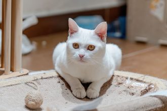 How to Stop Cats From Scratching Rugs Without Fighting Their Natural Instincts
