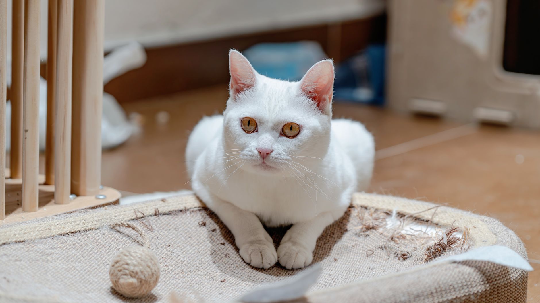 How to Stop Cats From Scratching Rugs Without Fighting Their Natural Instincts 1 How to Stop Cats From Scratching Rugs Without Fighting Their Natural Instincts