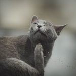 Cat Ear Mites Explained: Causes, Signs, Treatment and How to Prevent Them 3 Cat Ear Mites Explained: Causes, Signs, Treatment and How to Prevent Them