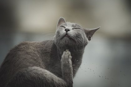 Cat Ear Mites Explained: Causes, Signs, Treatment and How to Prevent Them 1 Cat Ear Mites Explained: Causes, Signs, Treatment and How to Prevent Them