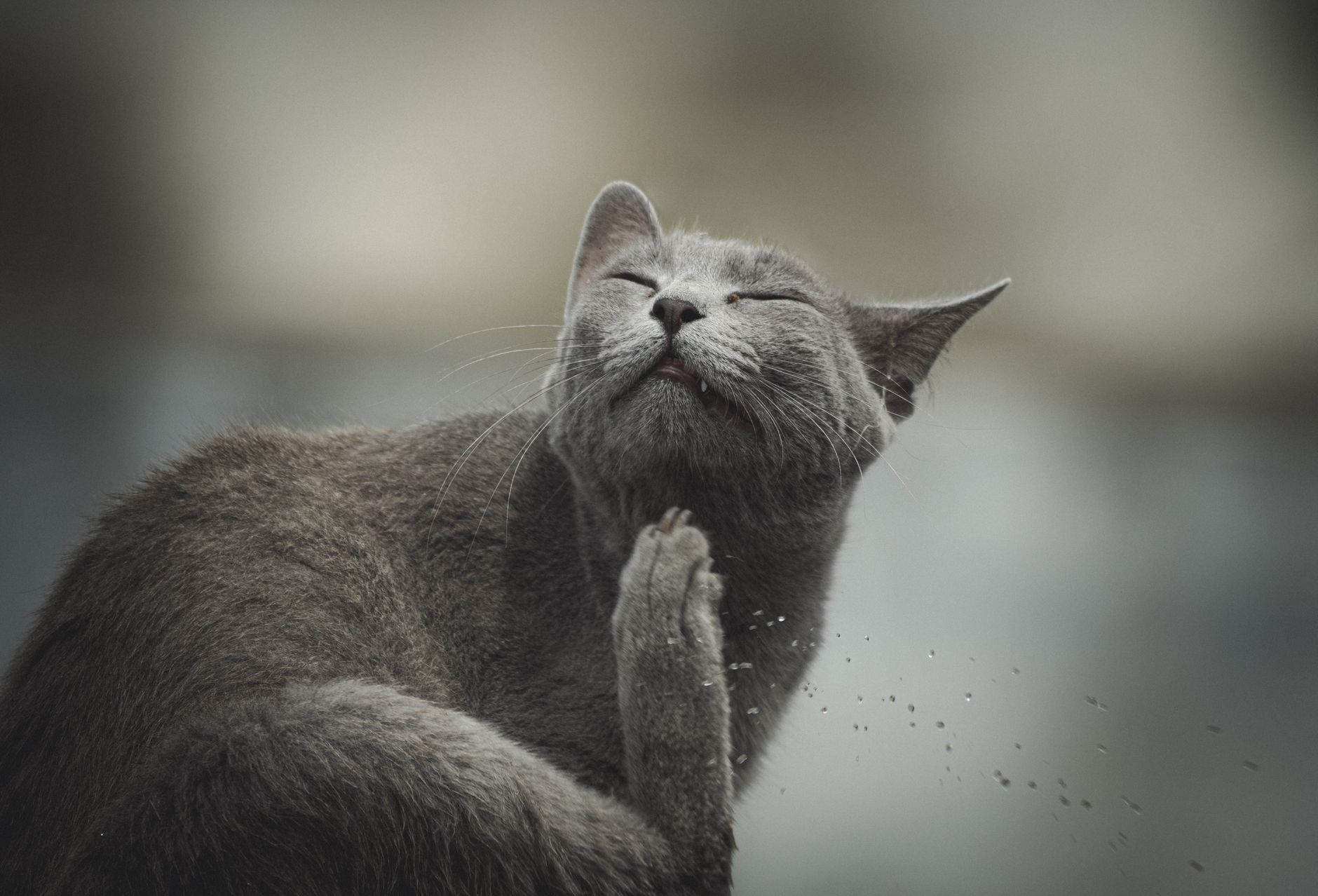 Cat Ear Mites Explained: Causes, Signs, Treatment and How to Prevent Them 1 Cat Ear Mites Explained: Causes, Signs, Treatment and How to Prevent Them