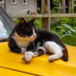 How To Keep Cats Off My Car? 2 How To Keep Cats Off My Car?