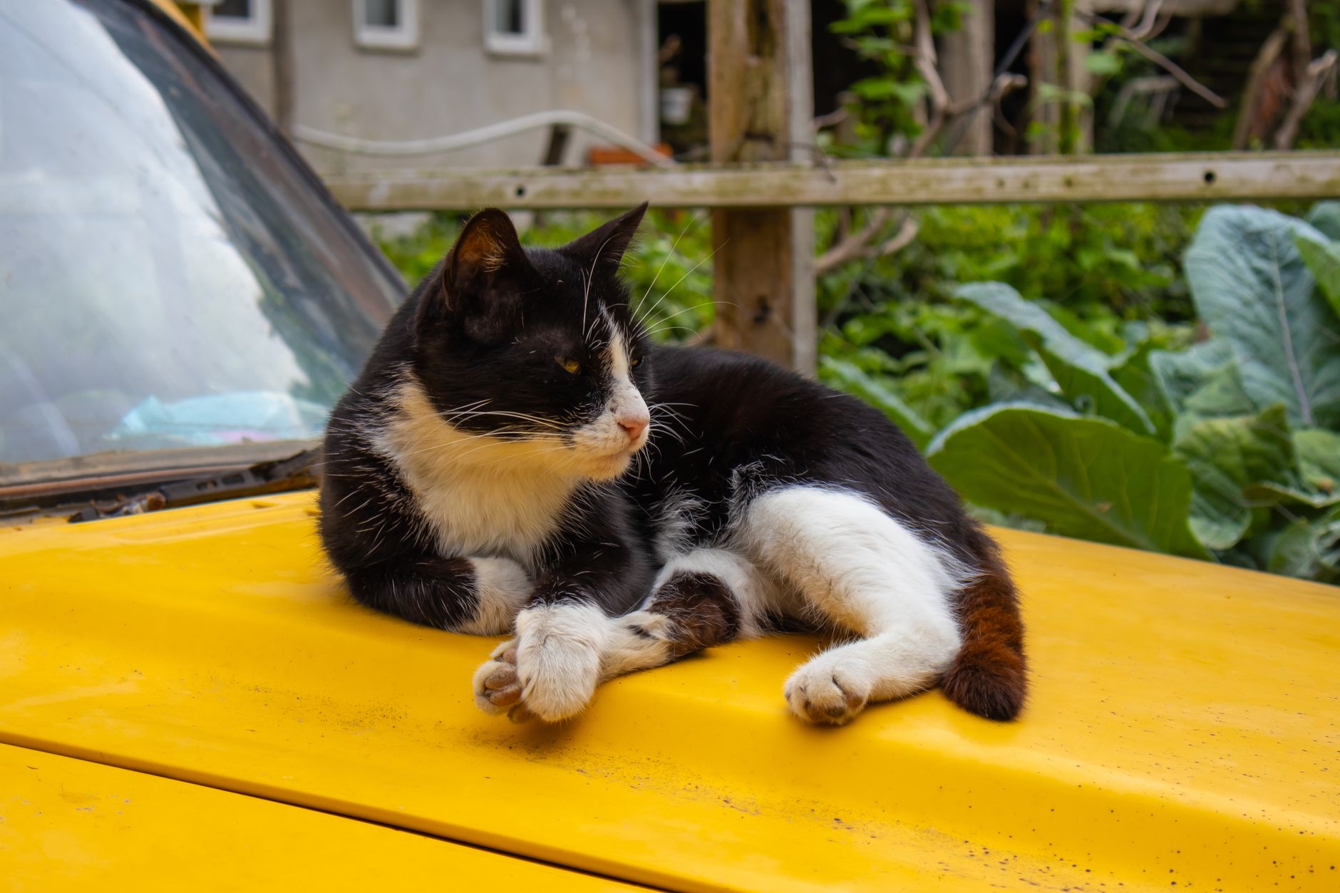 How To Keep Cats Off My Car? 1 How To Keep Cats Off My Car?
