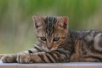 How Big Is A 5 Pound 4 Month Old Cat? 7 How Big Is A 5 Pound 4 Month Old Cat?